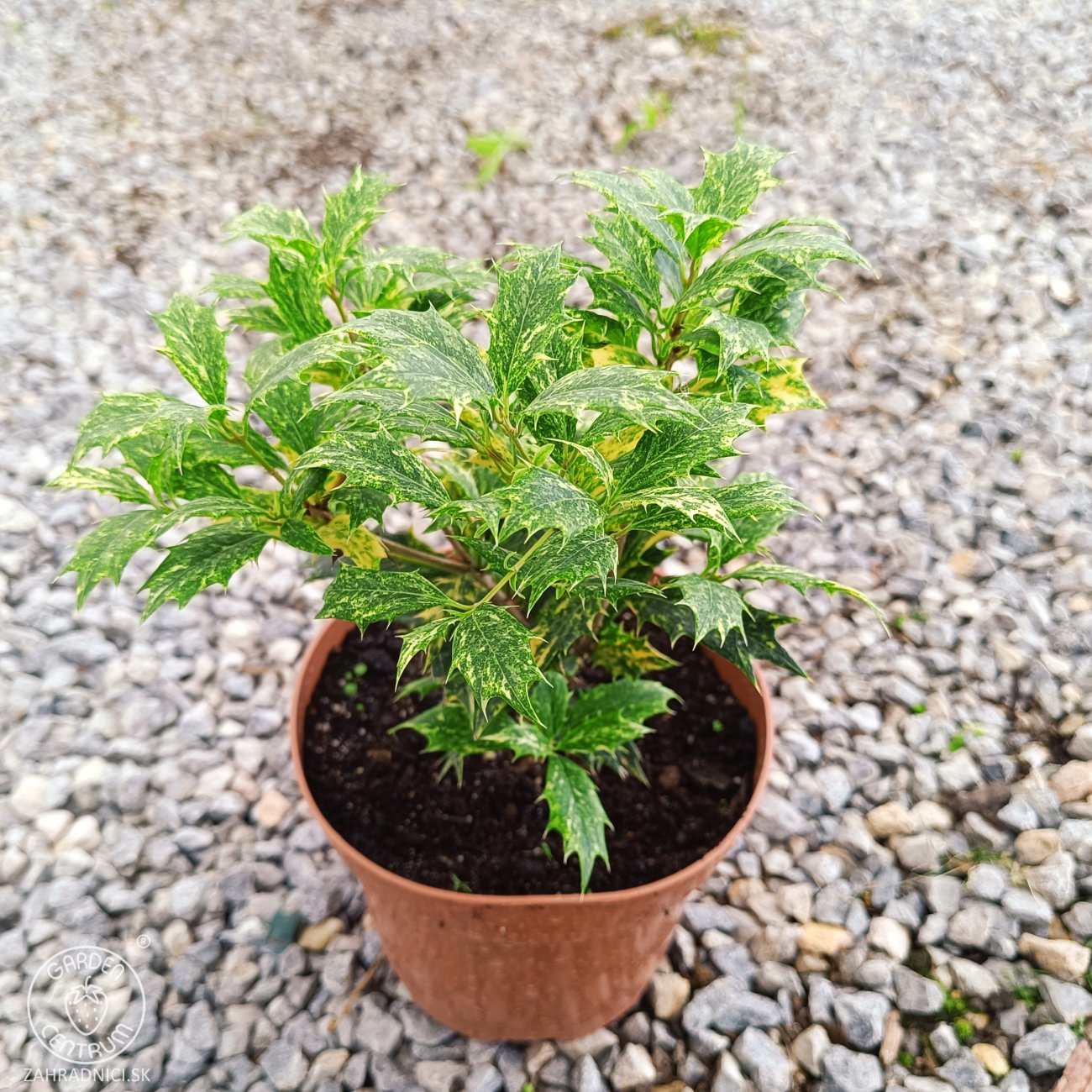 Obrázok Osmant rôznolistý (Osmanthus heterophyllus) ‘TRICOLOR’ - výška 20-30 ks, kont. C2L